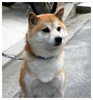 呼んでも来ない迷犬一匹（柴）