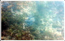 グラスボートからみた珊瑚