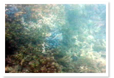 グラスボートからみた珊瑚